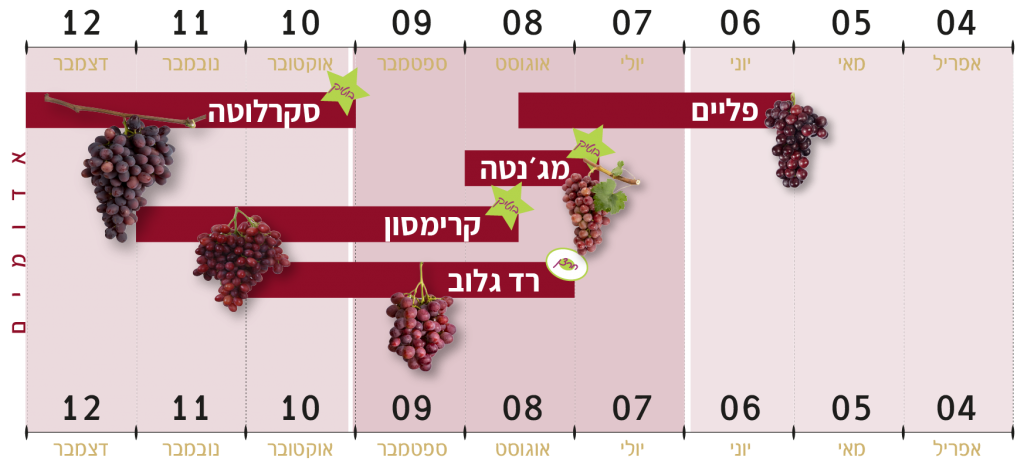 זני הענבים האדומים של ענבי טלי